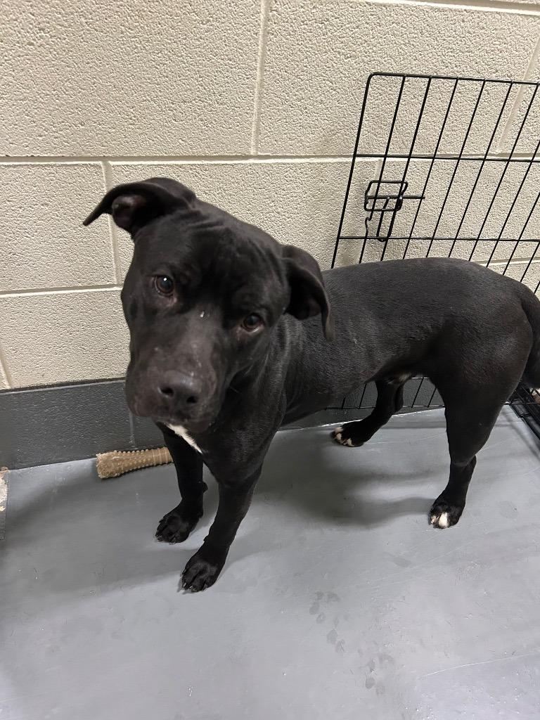 Enlarge Caleb, a Adoptable mixed breed in Johnson City, TN image 3/3