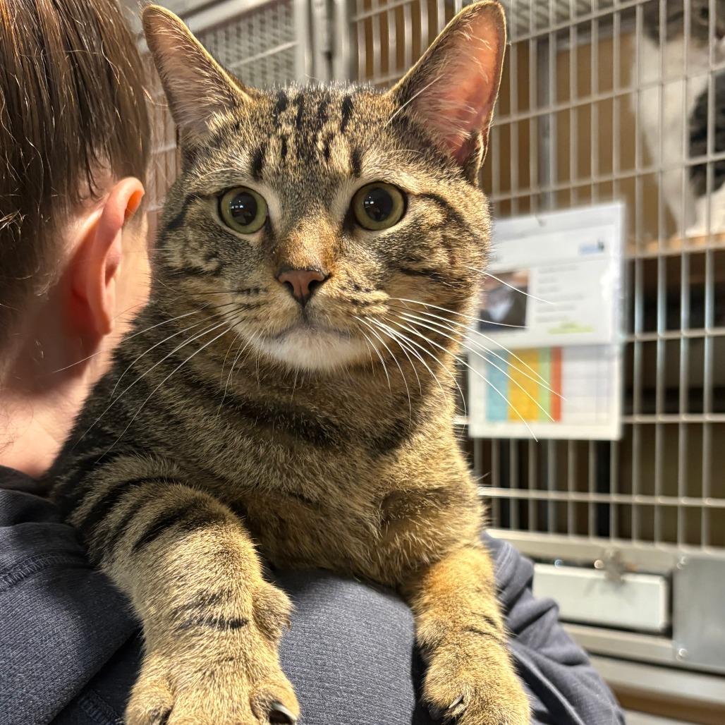 Frankie, Adoptable, Young Male Domestic Short Hair.