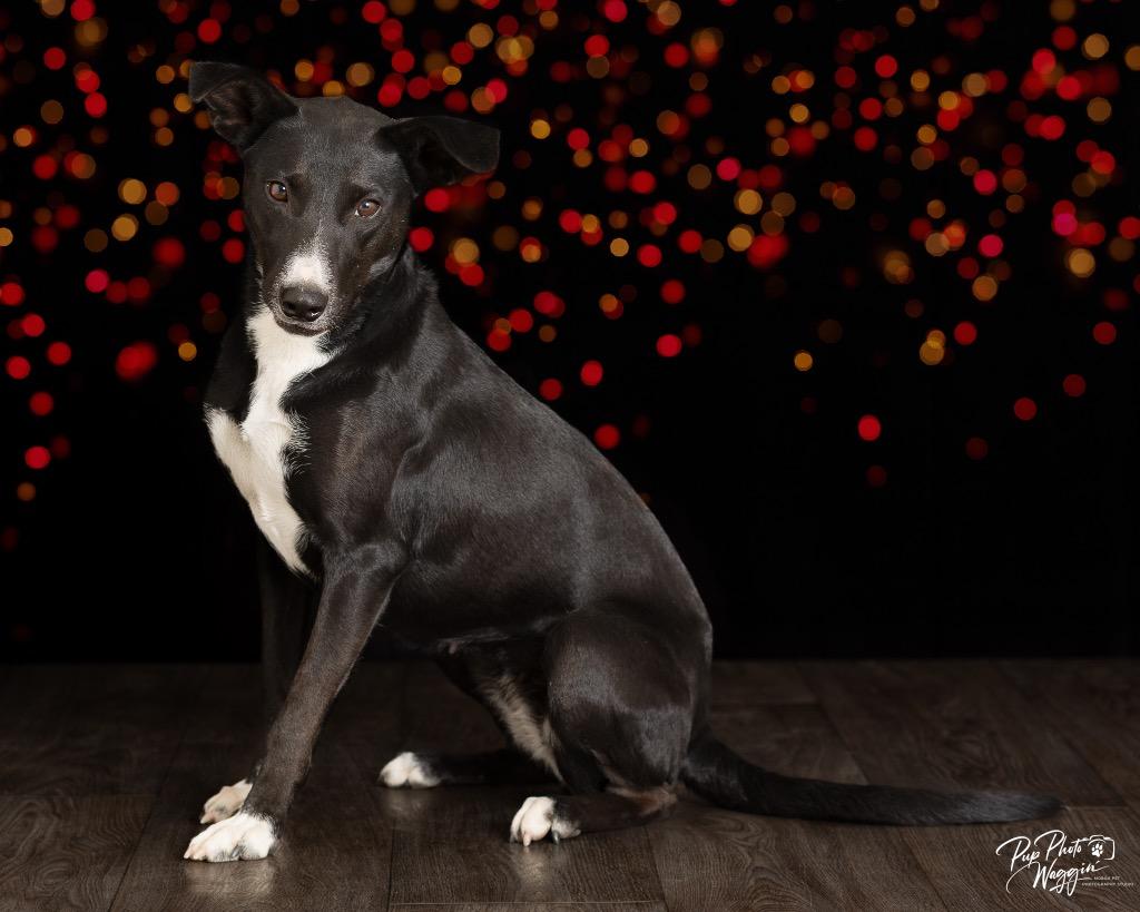 Poppy, a Adoptable mixed breed in Claremore, OK image 1/4