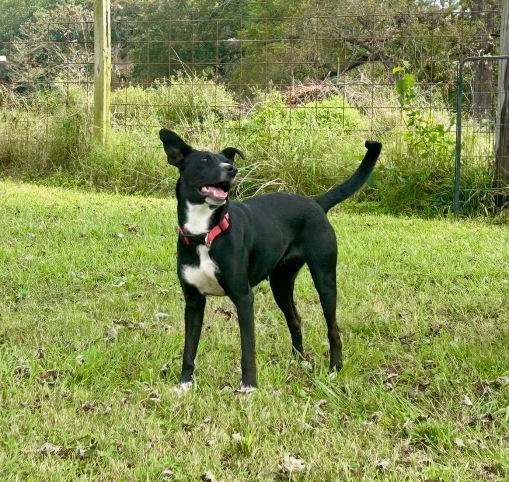 Poppy, a Adoptable mixed breed in Claremore, OK image 3/4