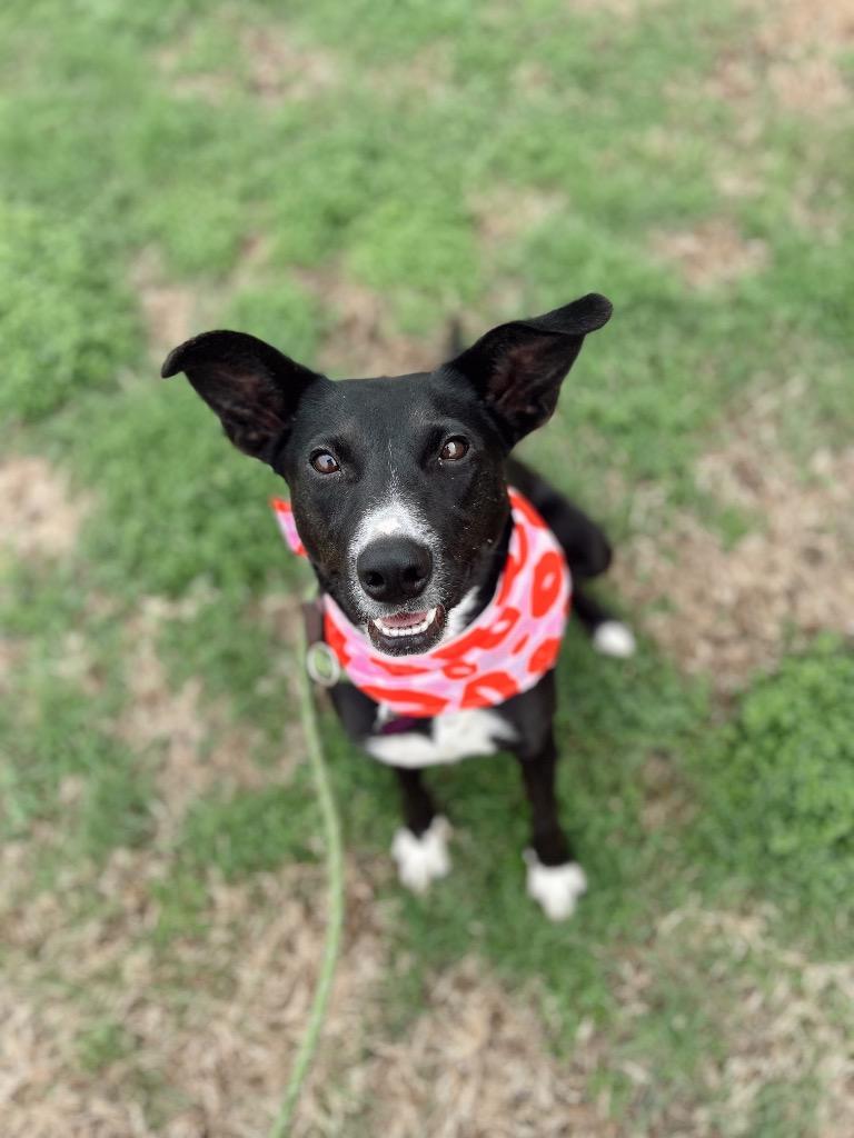 Poppy — thumbnail 5