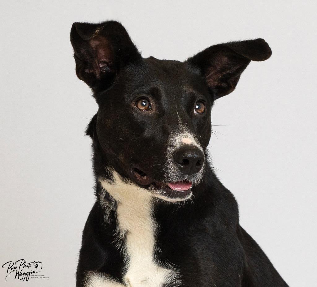 Poppy — thumbnail 6