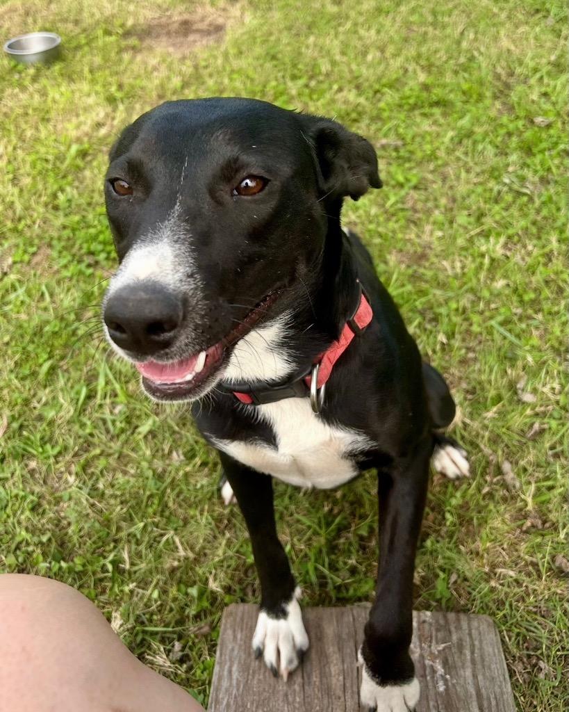Poppy, a Adoptable mixed breed in Claremore, OK image 4/4