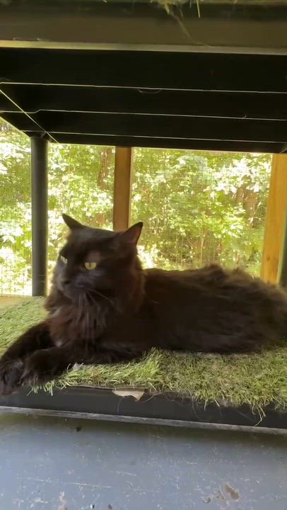 Enlarge Floofy, a Adoptable Domestic Long Hair in Talbott, TN video 4/4