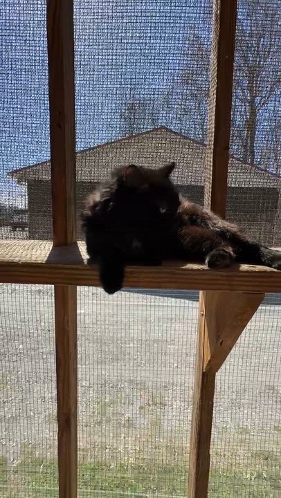 Enlarge Floofy, a Adoptable Domestic Long Hair in Talbott, TN video 3/4