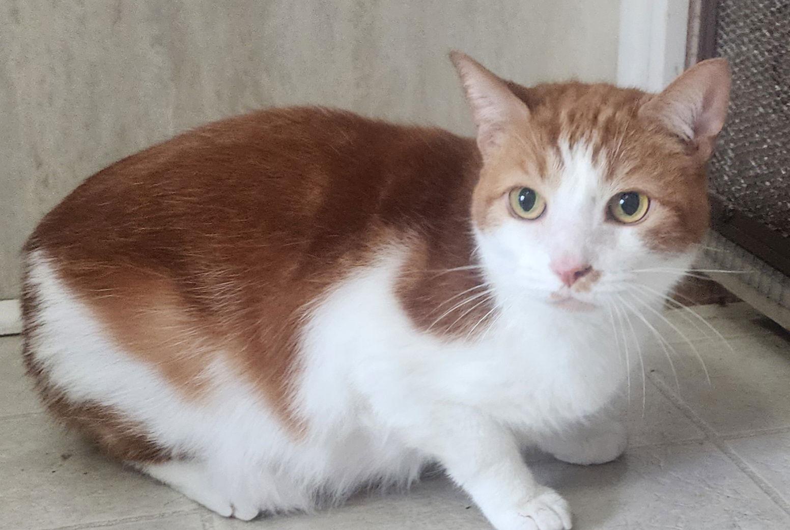 Blaze, Adoptable, Adult Male Domestic Short Hair.