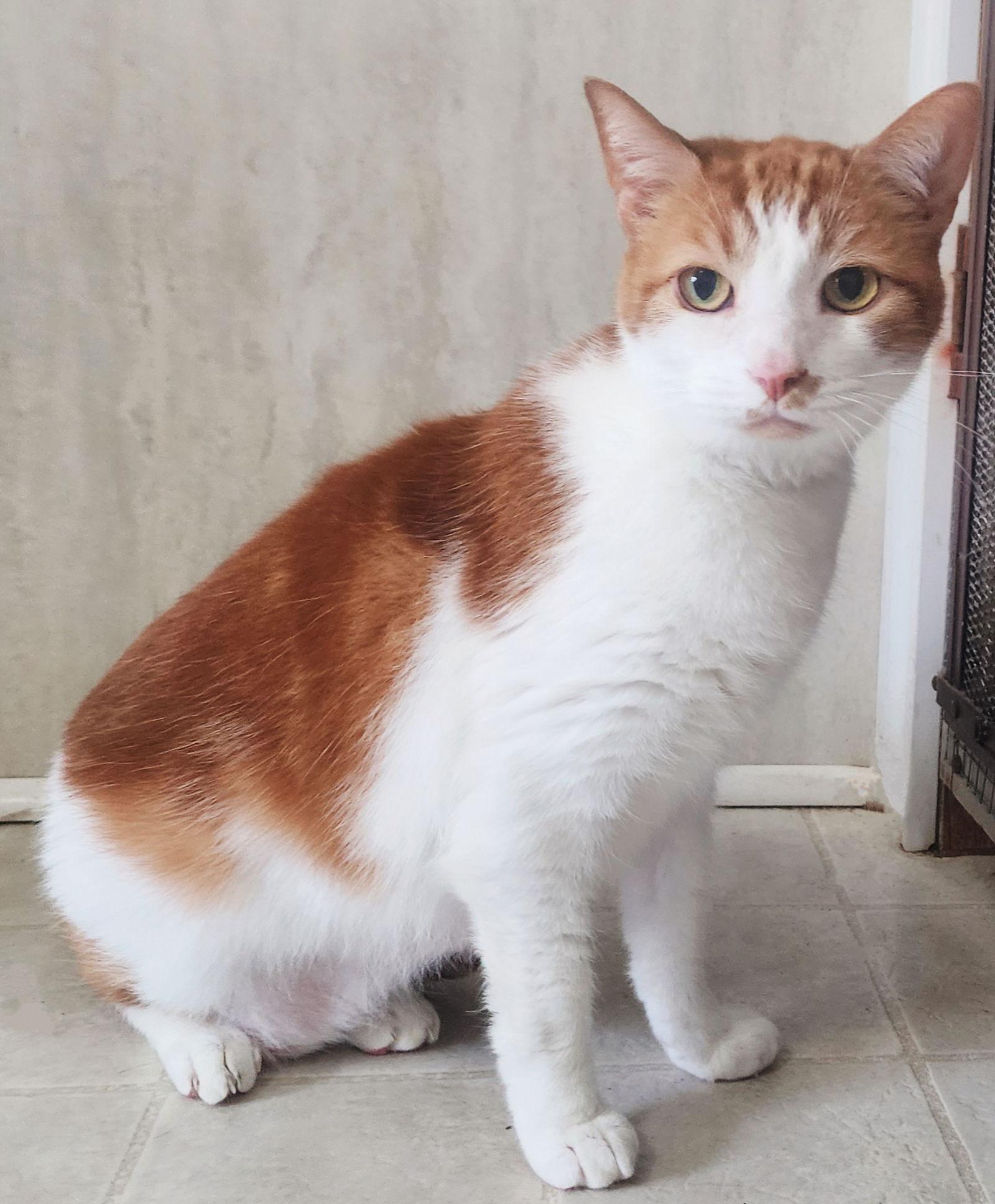 Blaze, a Adoptable Domestic Short Hair in Berkeley Springs, WV image 2/2