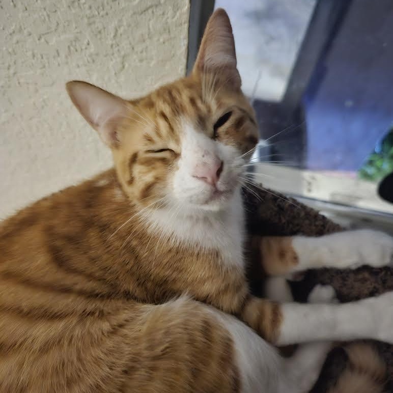 Mickey, a Adoptable Domestic Short Hair in Boston, MA image 5/5