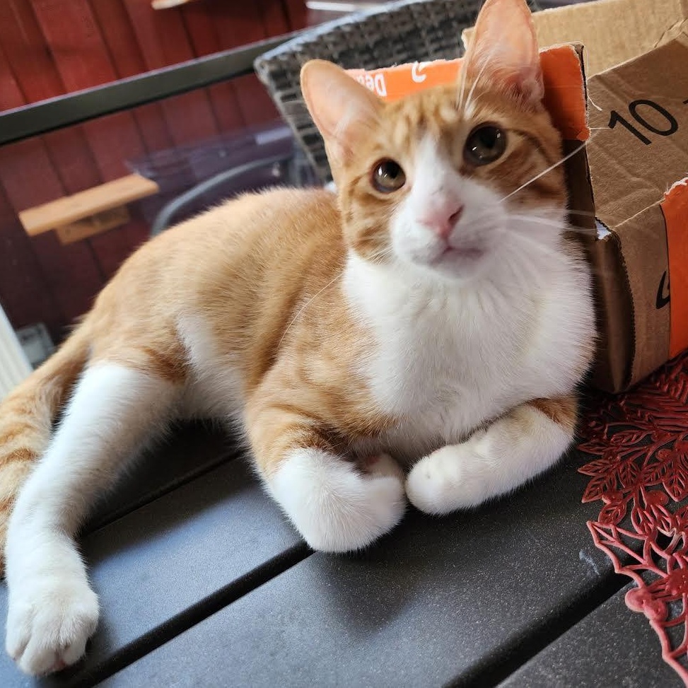 Mickey, a Adoptable Domestic Short Hair in Boston, MA image 2/5