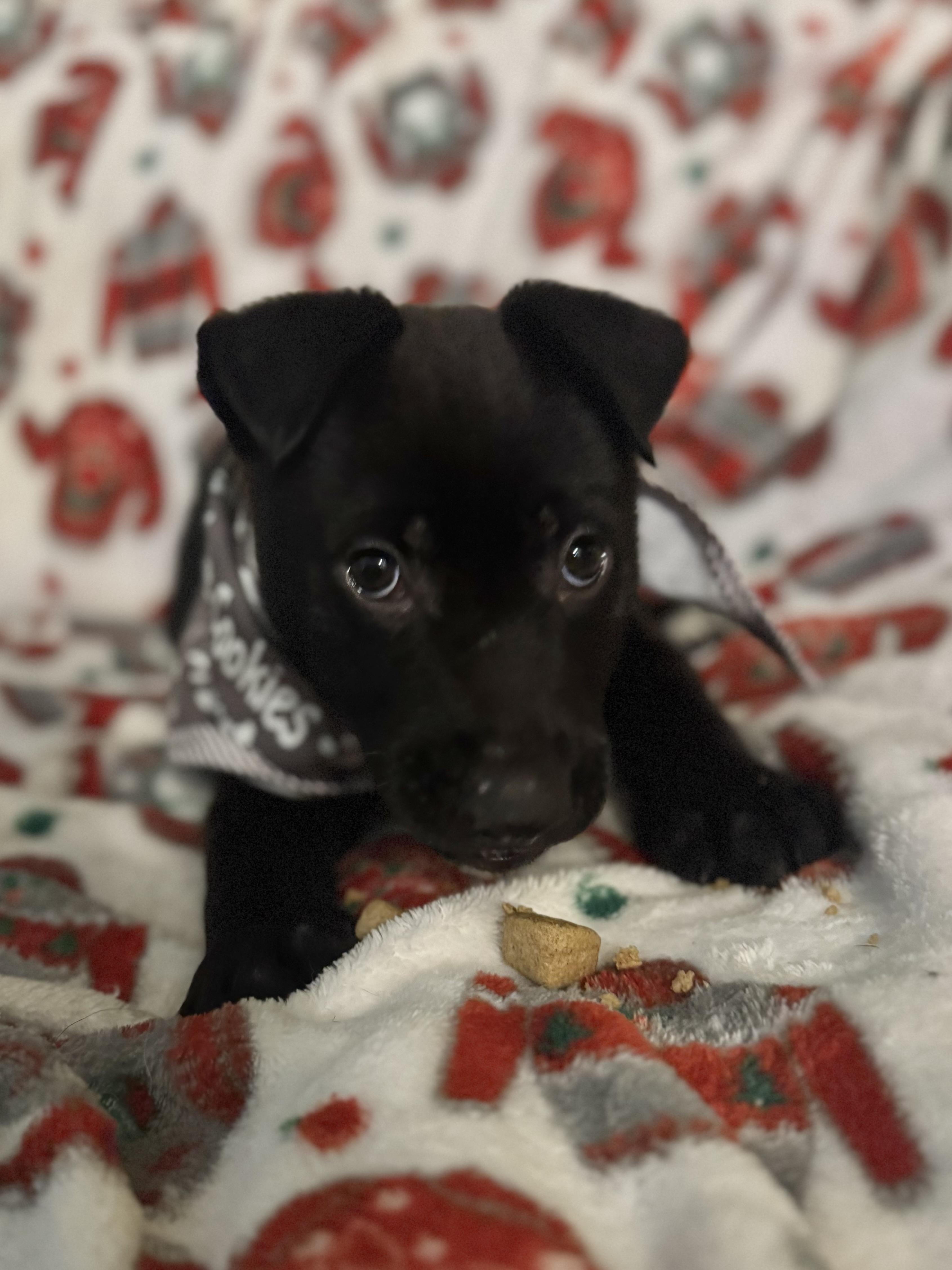 Enlarge Cousin Eddie, a ADOPTABLE mixed breed in Albemarle, NC image 1/2