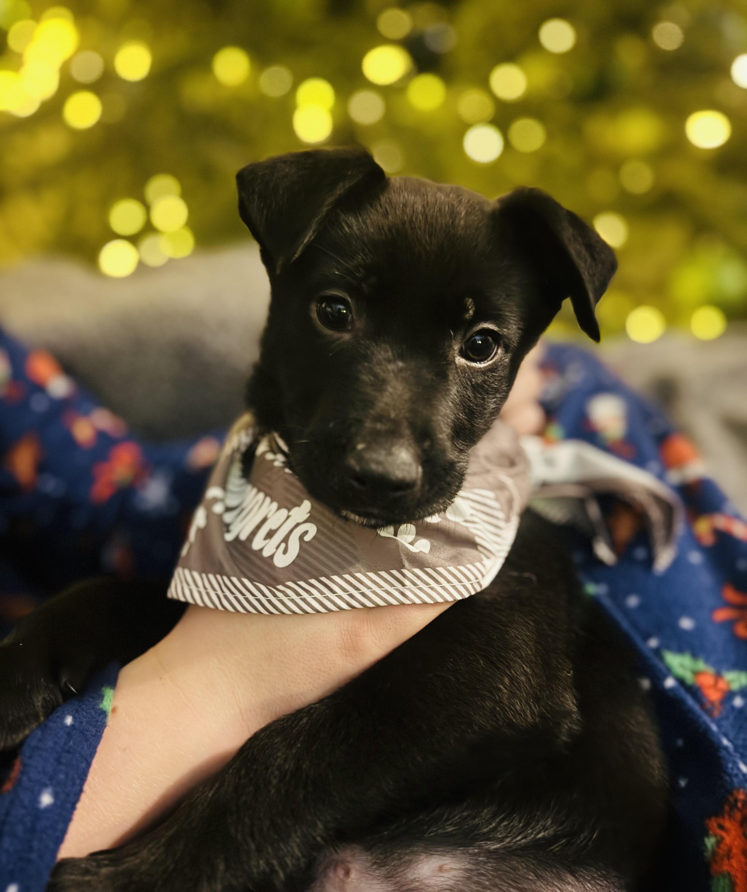 Enlarge Cousin Eddie, a ADOPTABLE mixed breed in Albemarle, NC image 2/2