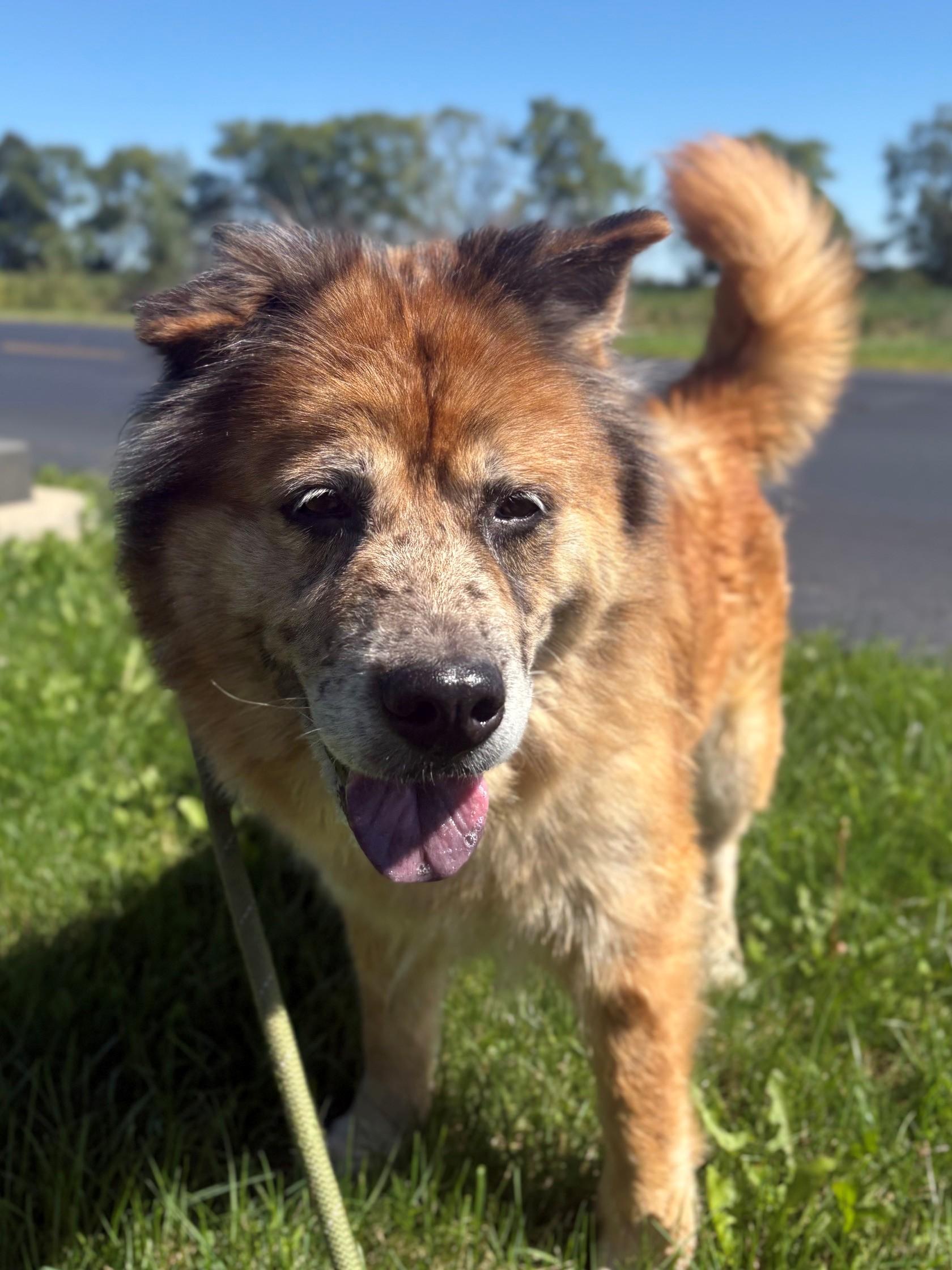 Enlarge Julep, a Adopted Chow Chow in Ionia, MI image 6/6