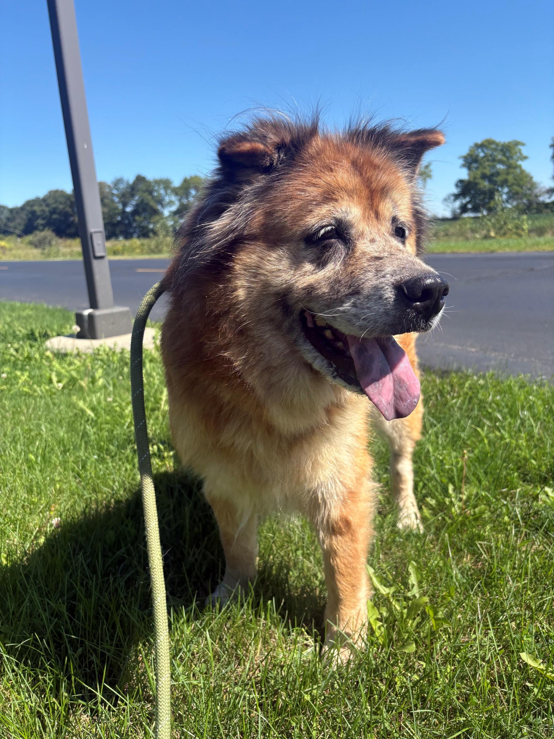 Enlarge Julep, a Adopted Chow Chow in Ionia, MI image 4/6