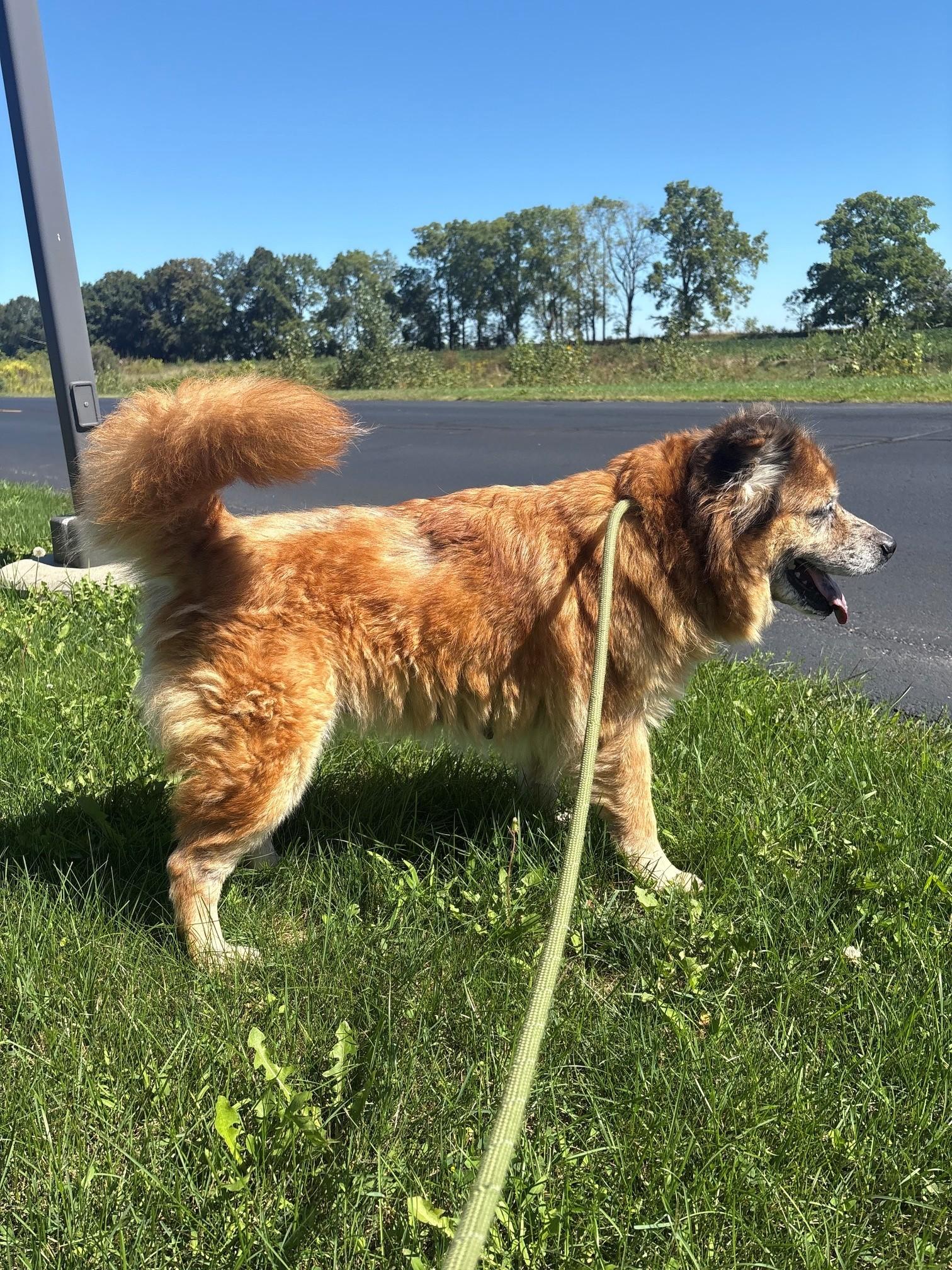 Enlarge Julep, a Adopted Chow Chow in Ionia, MI image 5/6