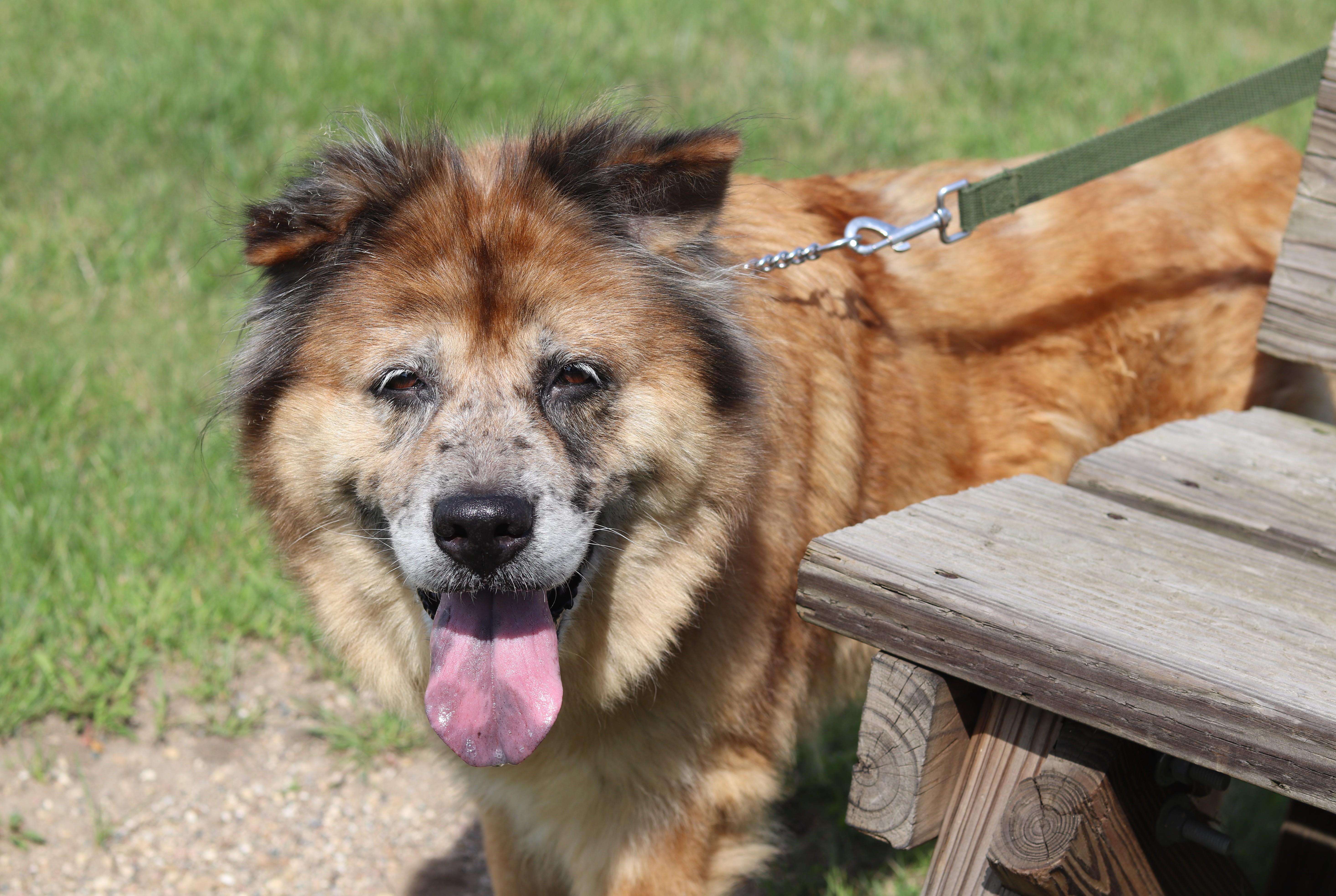 Enlarge Julep, a Adopted Chow Chow in Ionia, MI image 1/6
