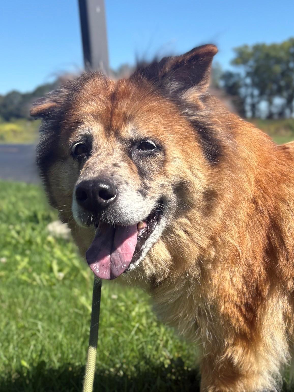 Enlarge Julep, a Adopted Chow Chow in Ionia, MI image 3/6