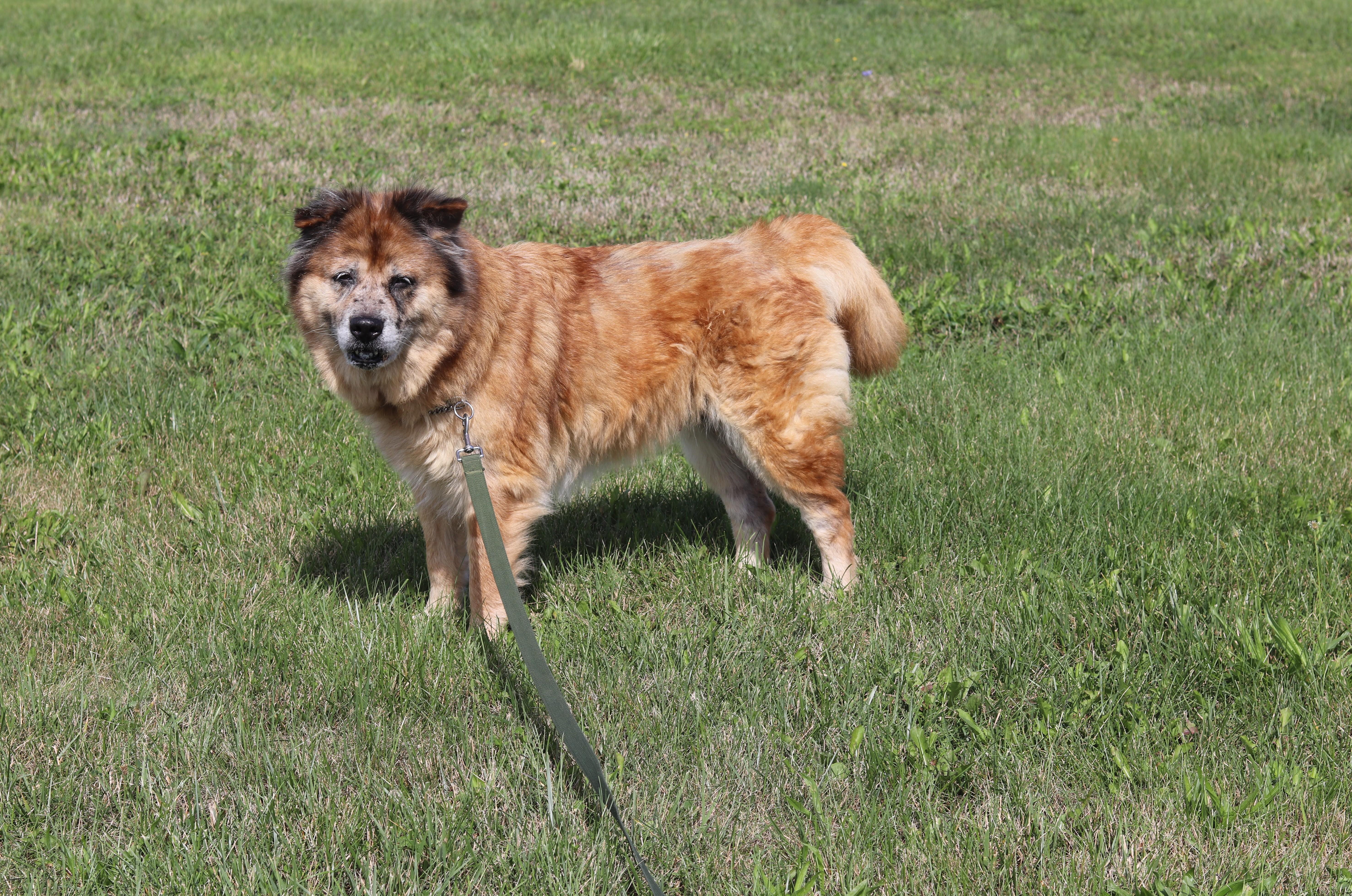 Enlarge Julep, a Adopted Chow Chow in Ionia, MI image 2/6