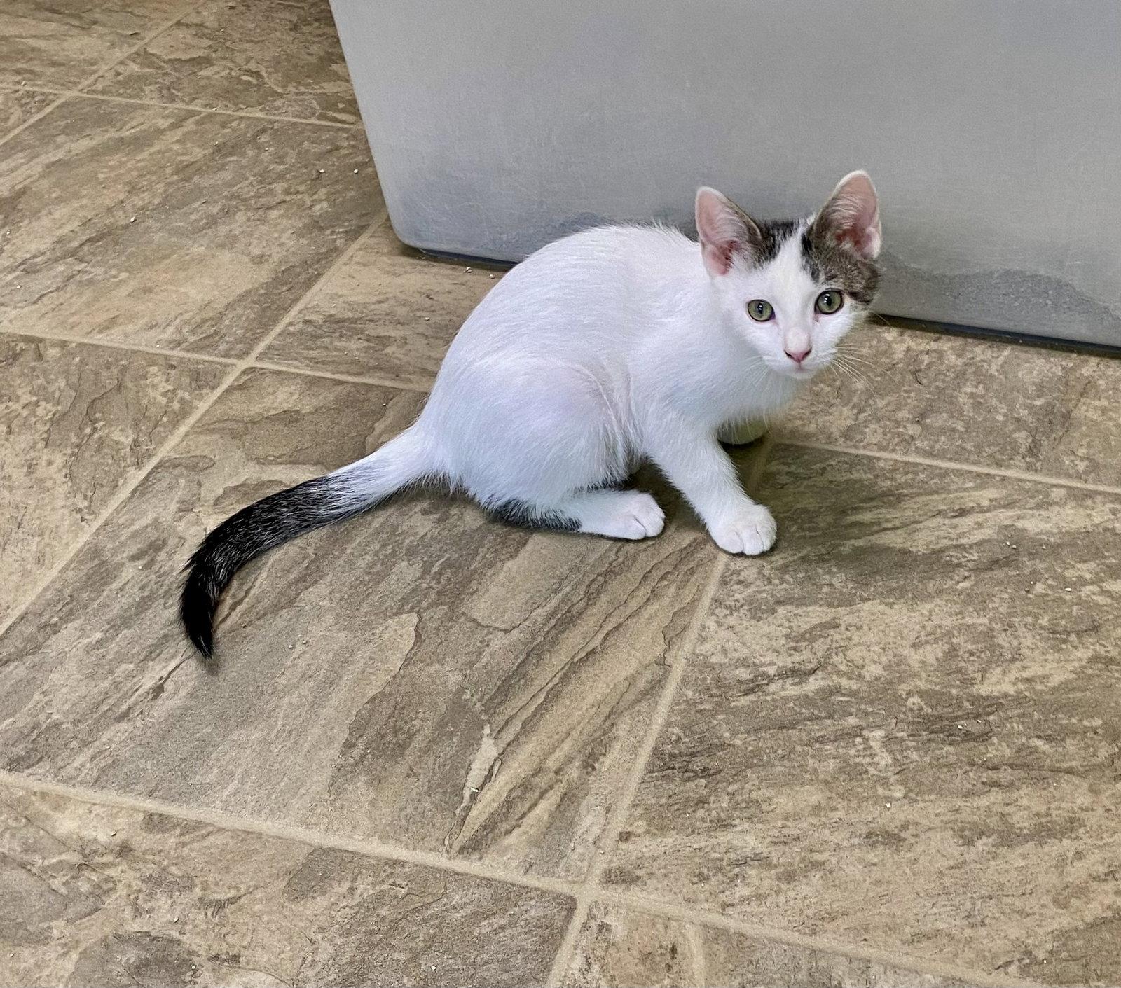 Bratwurst, Adoptable, Young Male Domestic Short Hair.