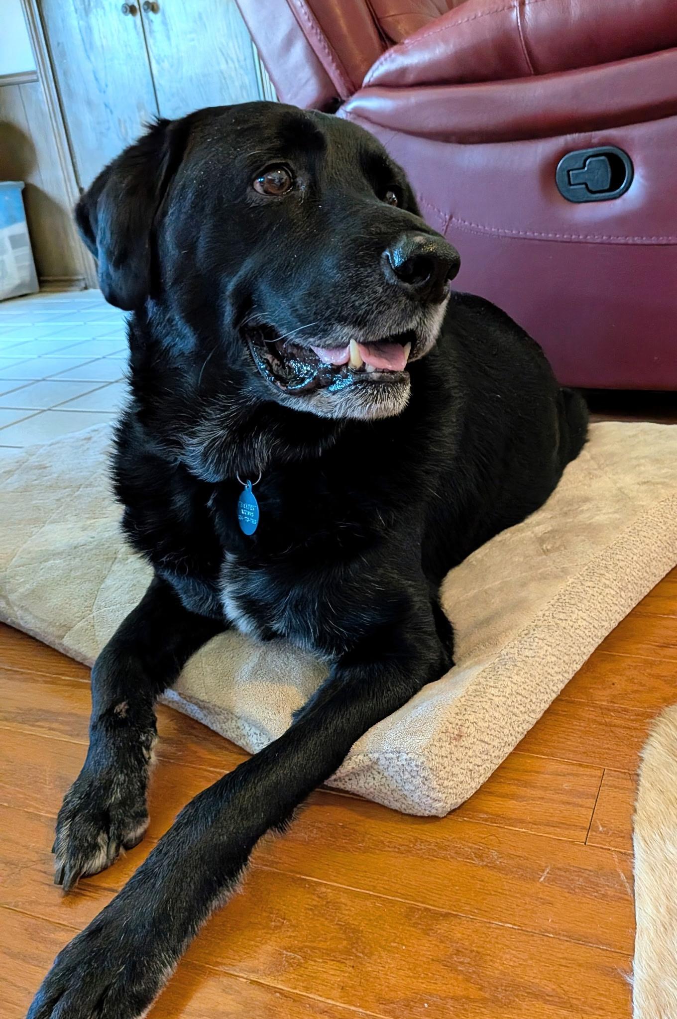Rooster 3, ADOPTABLE, Senior Male Black Labrador Retriever.