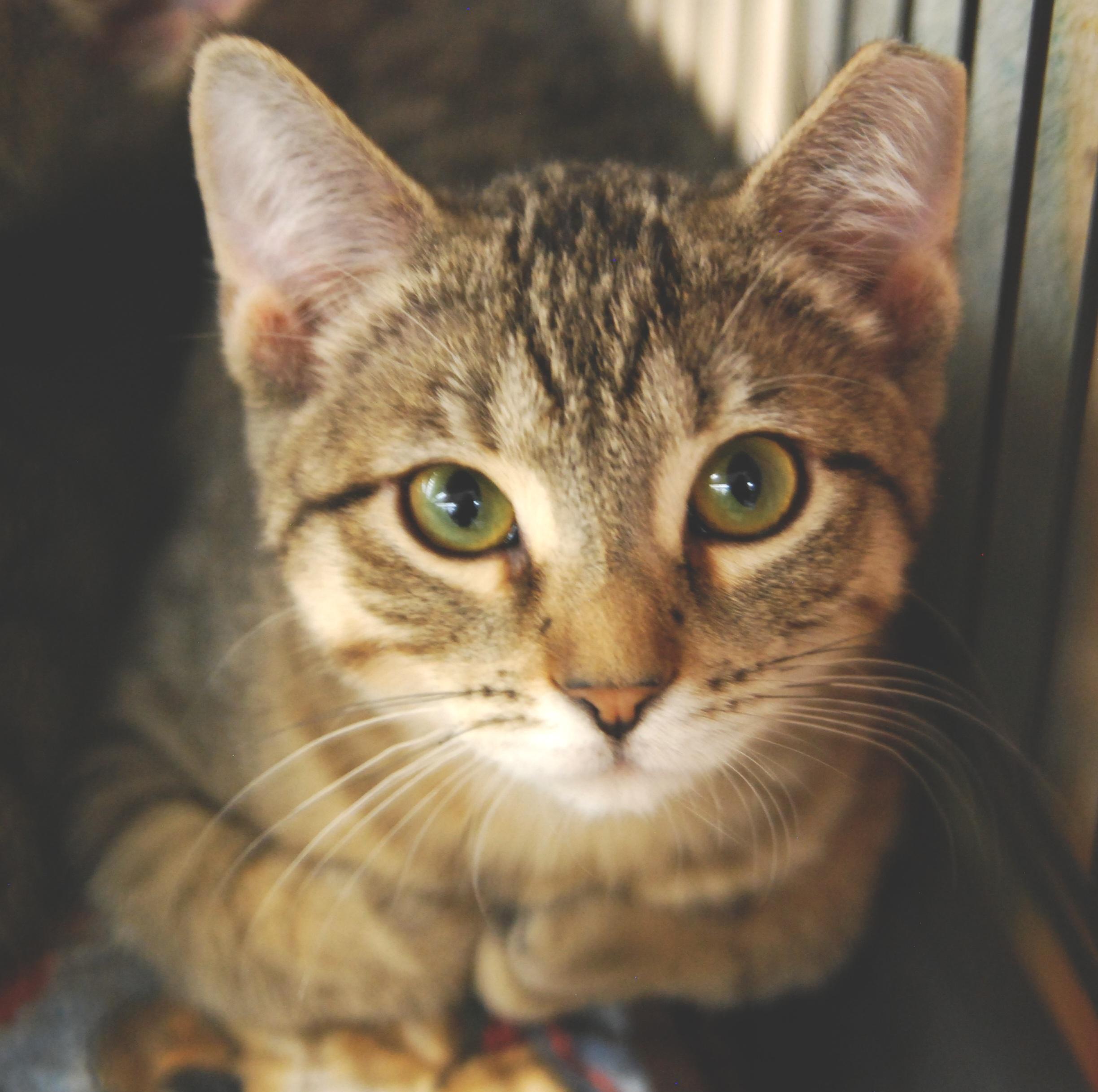 Enlarge Focaccia, a ADOPTABLE Domestic Short Hair in Shell Lake, WI image 1/2