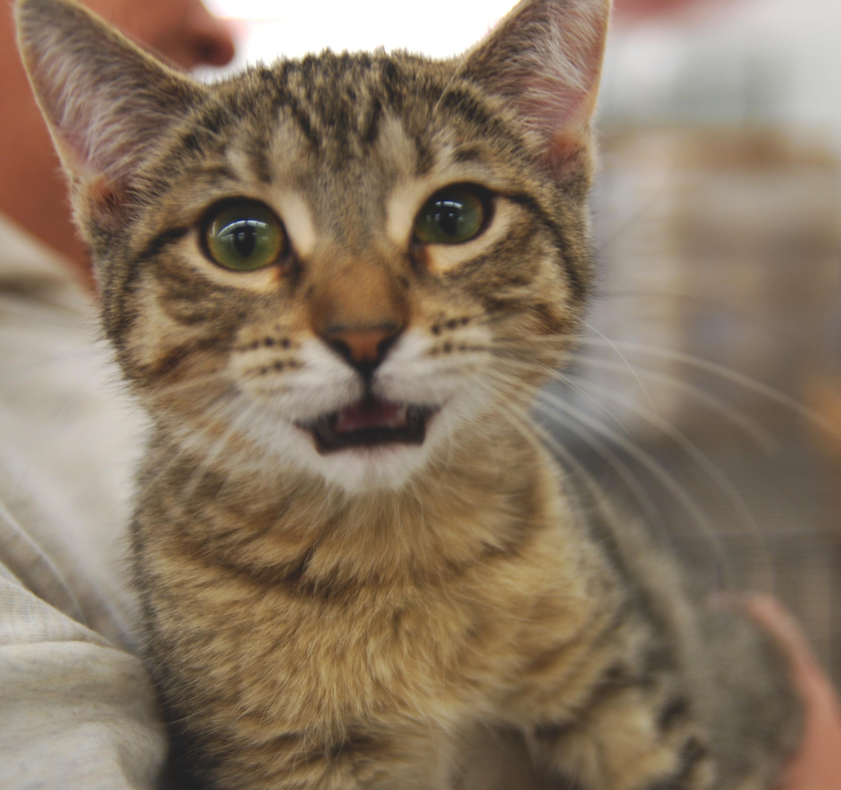 Enlarge Focaccia, a ADOPTABLE Domestic Short Hair in Shell Lake, WI image 2/2