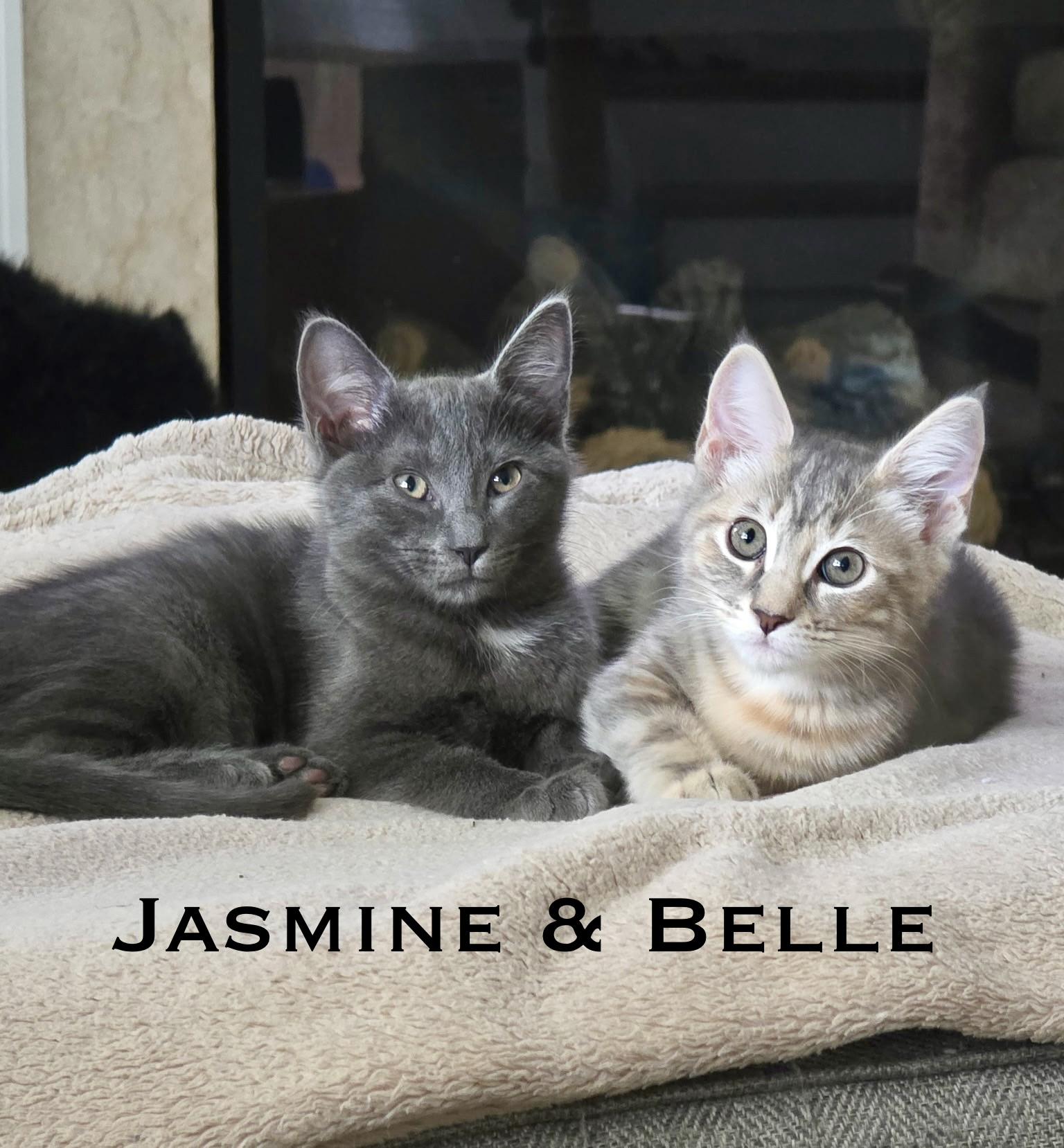 Belle & Jasmine Sisters Kittens, ADOPTABLE, Kitten Female Domestic Short Hair.