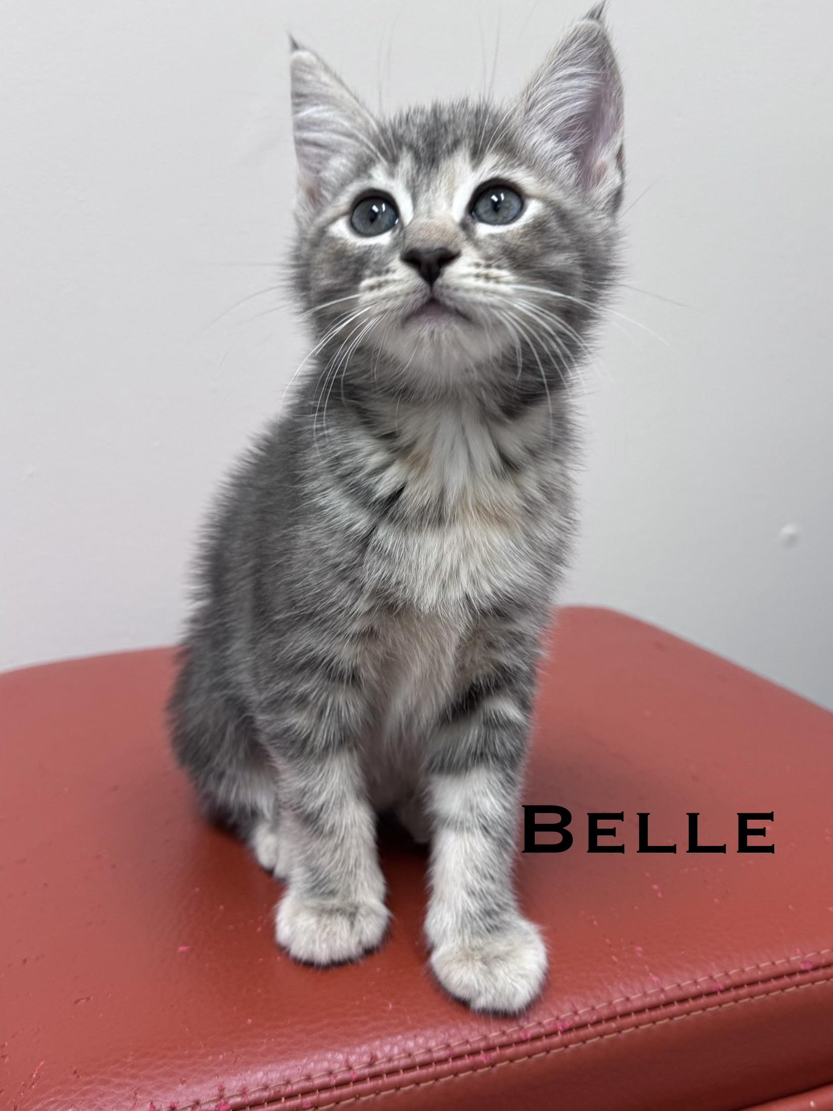 Belle & Jasmine Sisters Kittens, a ADOPTABLE Domestic Short Hair in Monroe, NC image 2/4