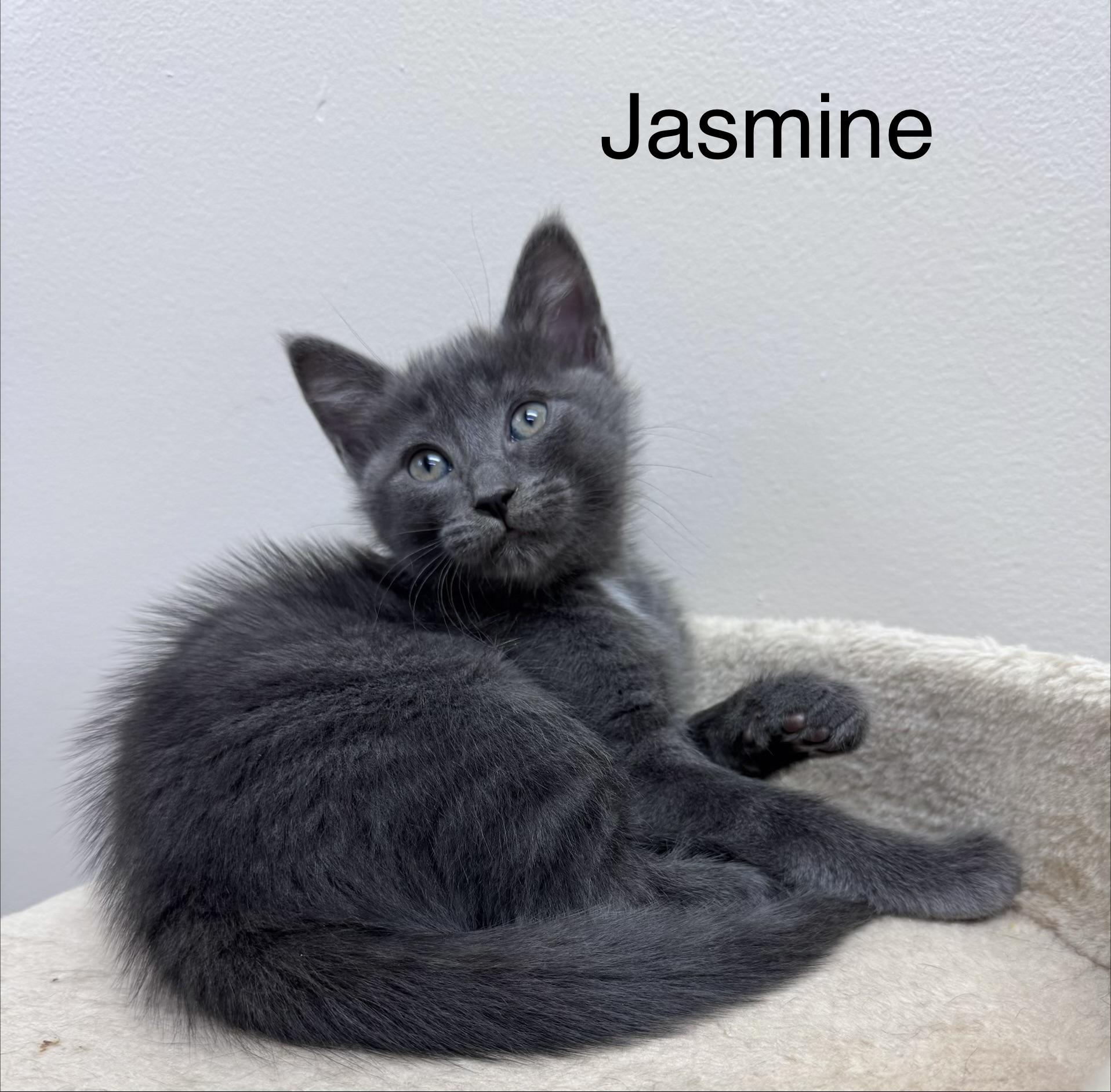 Belle & Jasmine Sisters Kittens, a ADOPTABLE Domestic Short Hair in Monroe, NC image 3/4