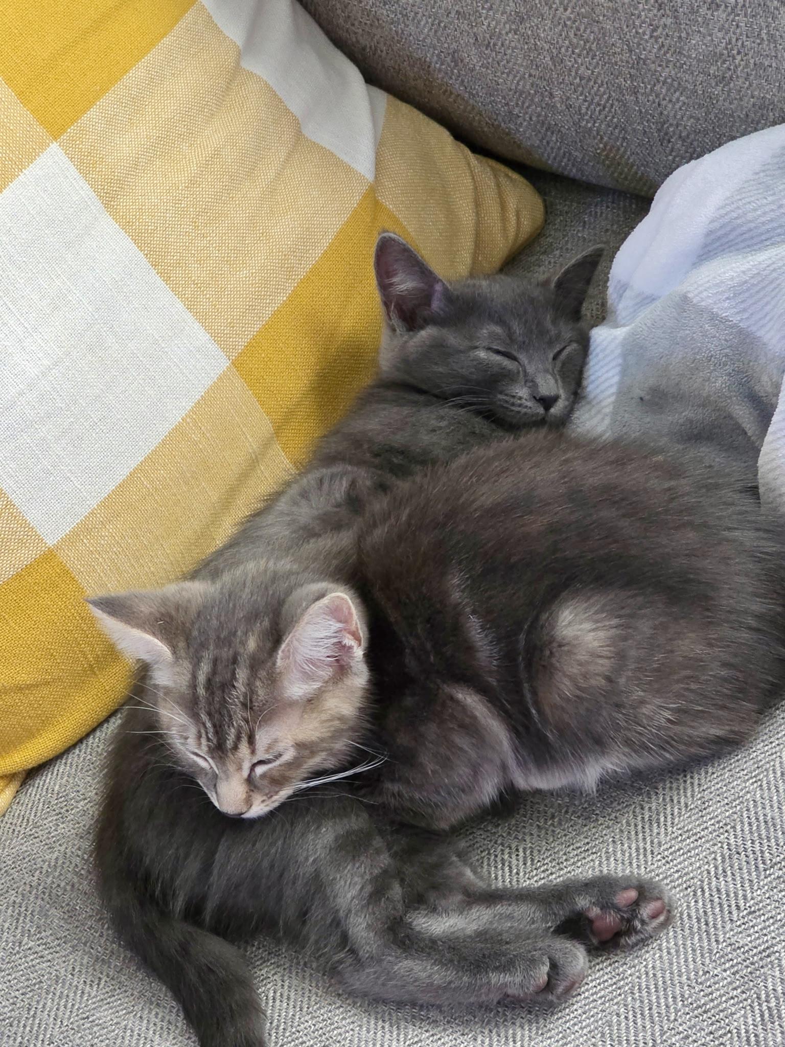 Belle & Jasmine Sisters Kittens, a ADOPTABLE Domestic Short Hair in Monroe, NC image 4/4