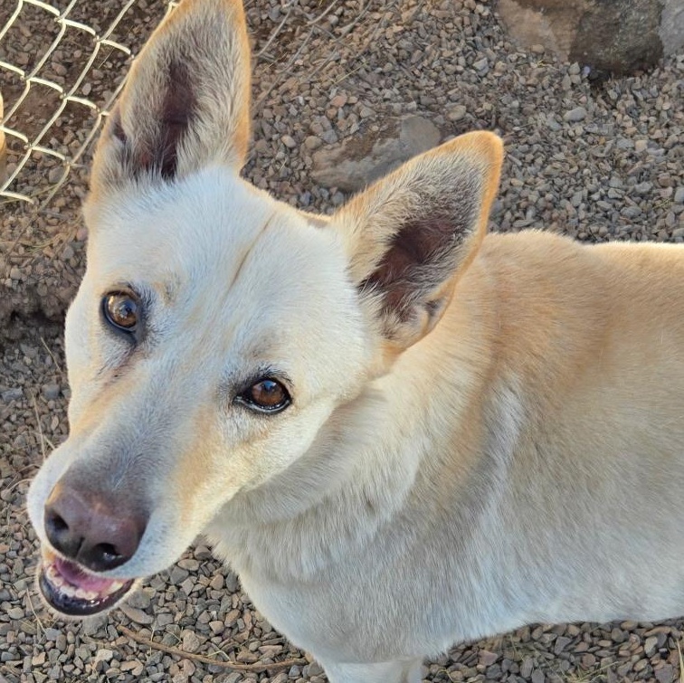 Enlarge Murphy, a Adoptable Carolina Dog in Durango, CO image 1/2