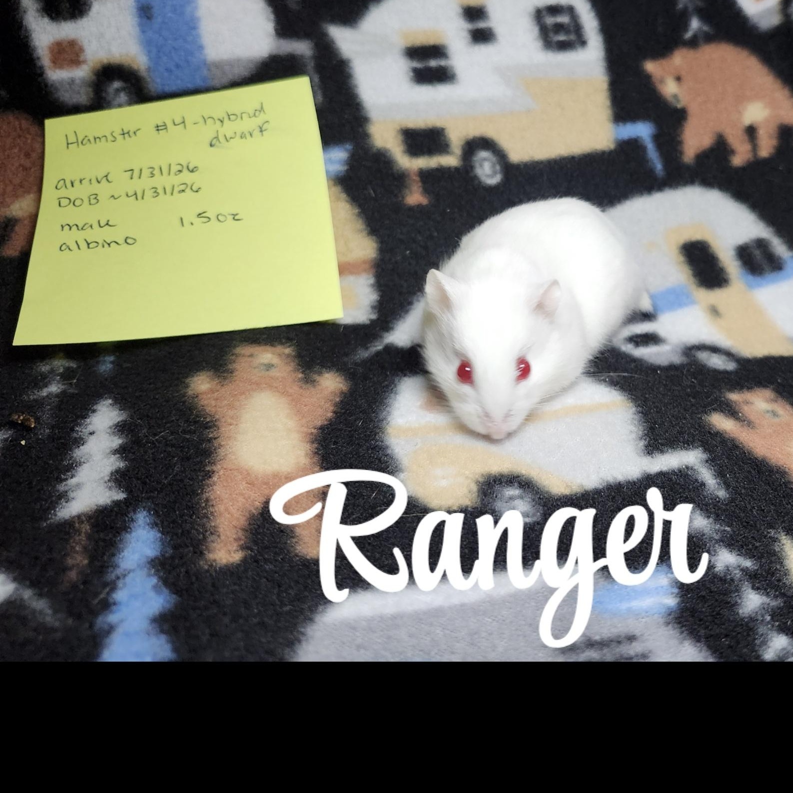 Enlarge Ranger, an adopted Hamster in West Chester, OH image 2/2