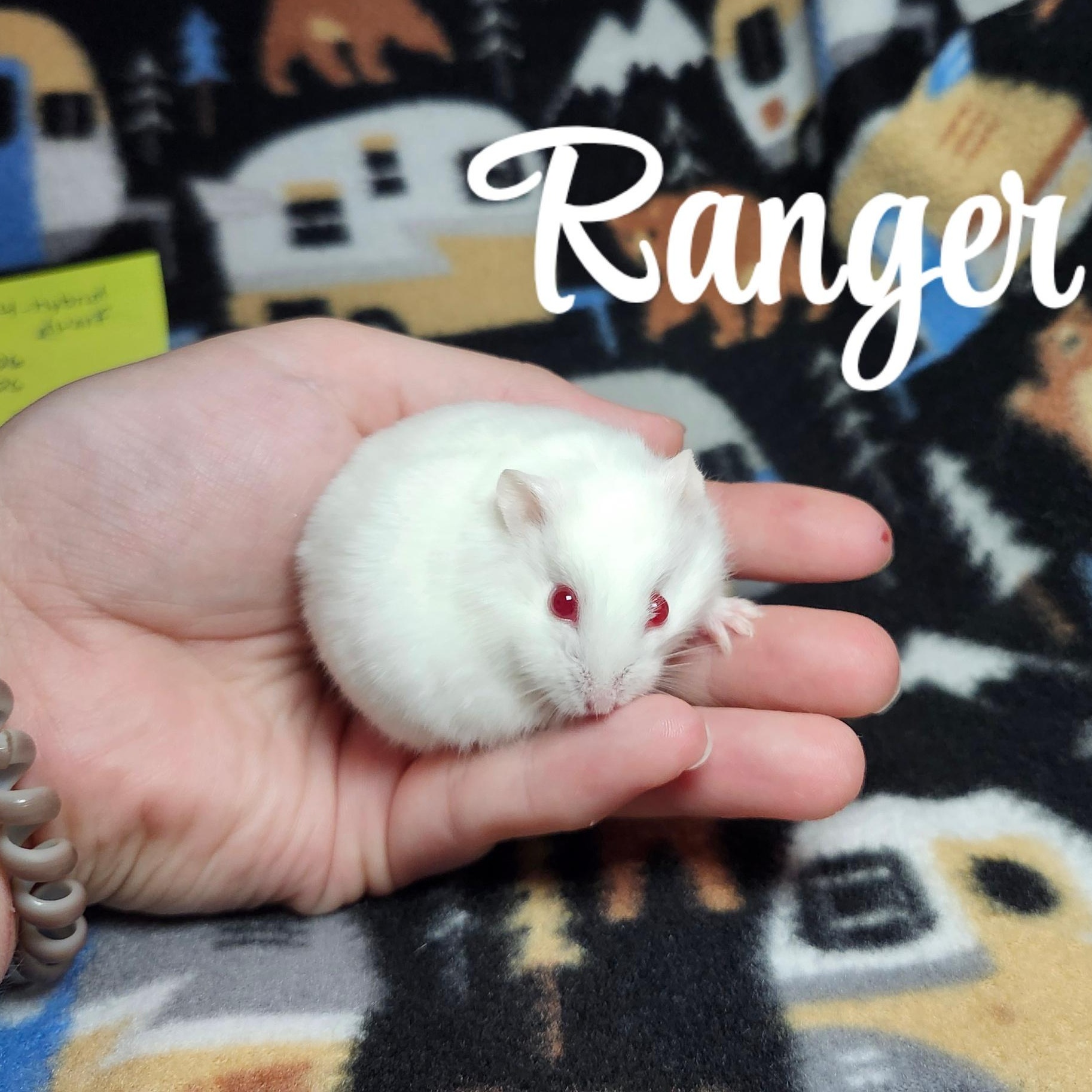 Ranger, adopted, Baby Male Hamster.