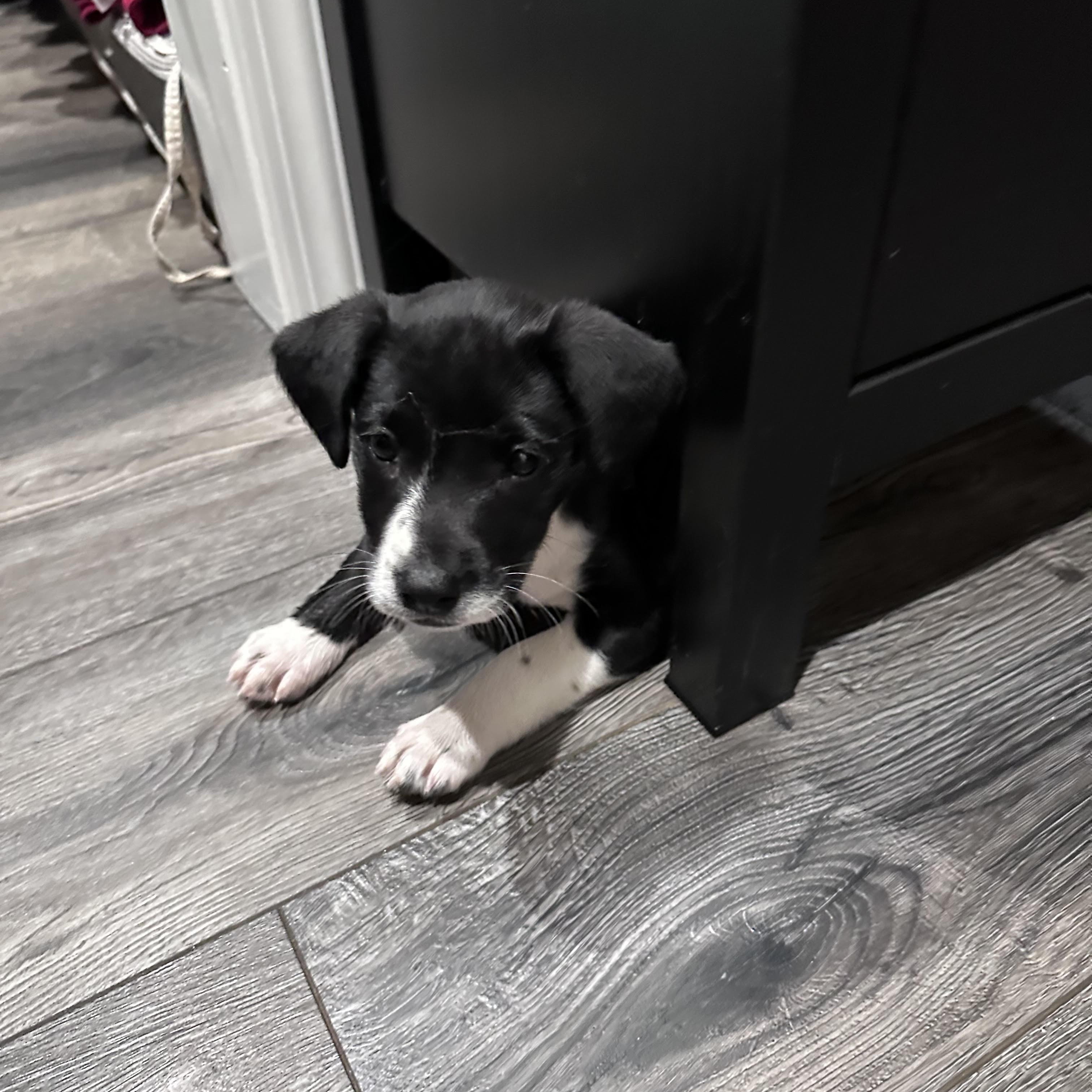 Enlarge Cilla, a Adoptable mixed breed in Cumming, GA image 3/5