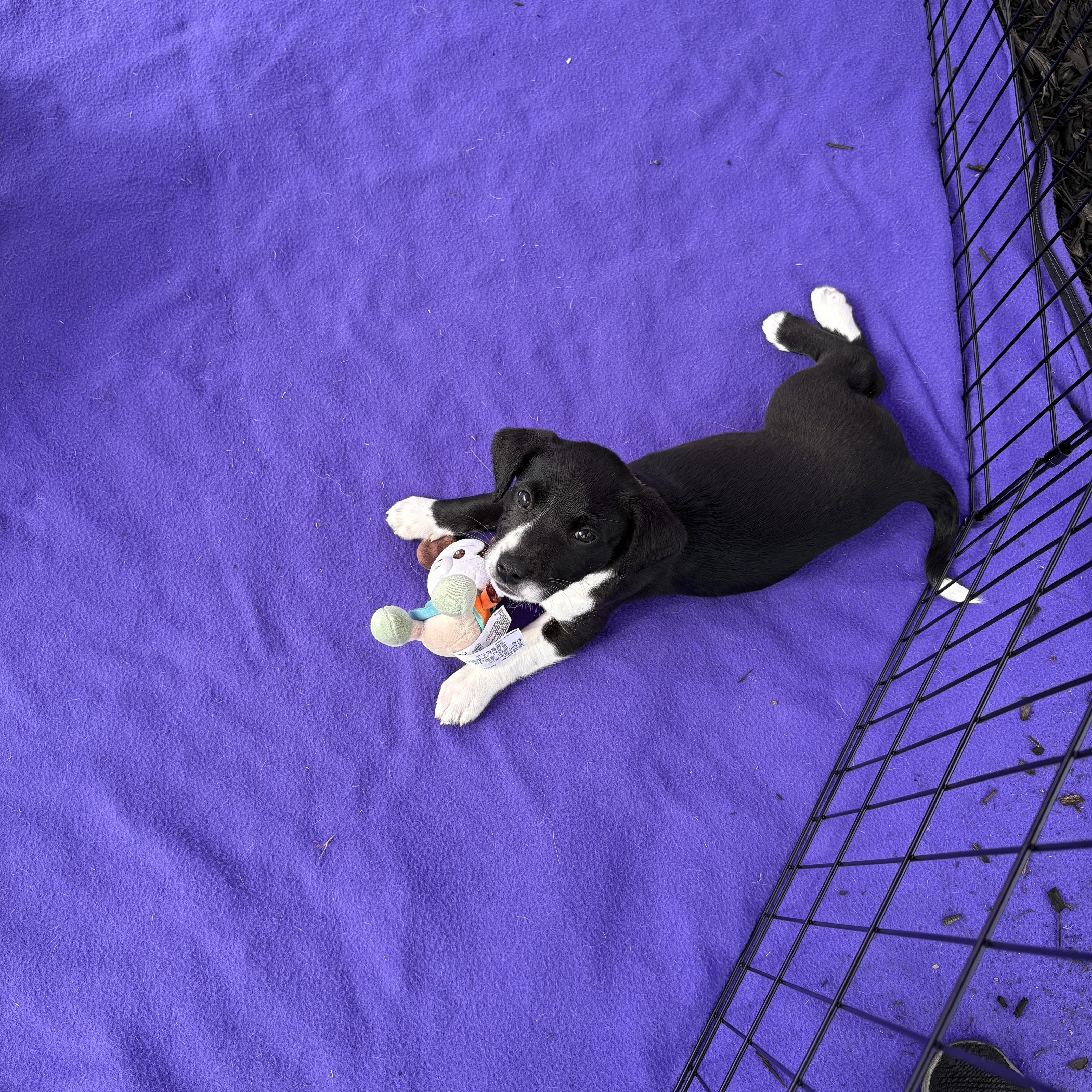 Enlarge Cilla, a Adoptable mixed breed in Cumming, GA image 5/5