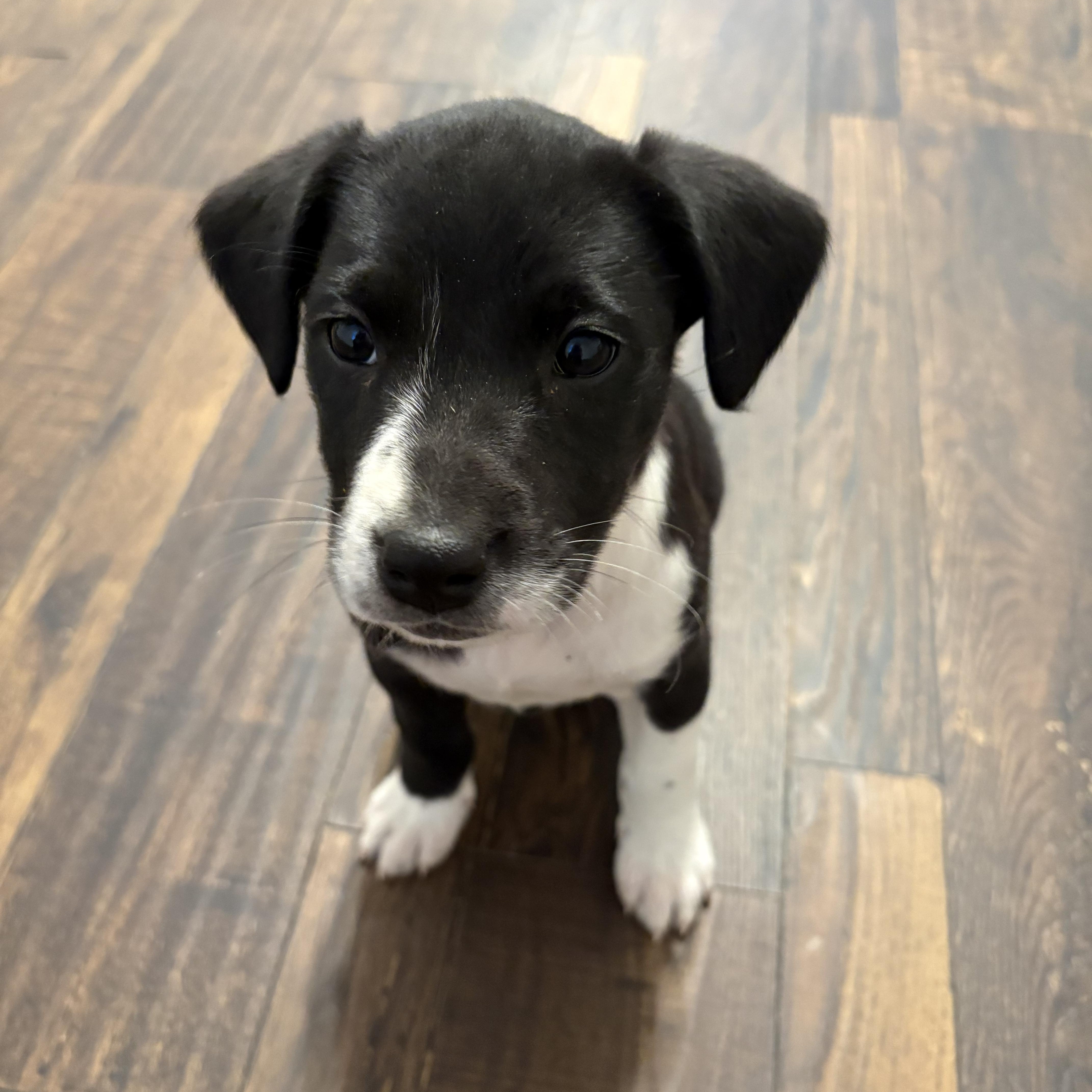 Cilla, Adoptable, Puppy Female Jack Russell Terrier & Boston Terrier.