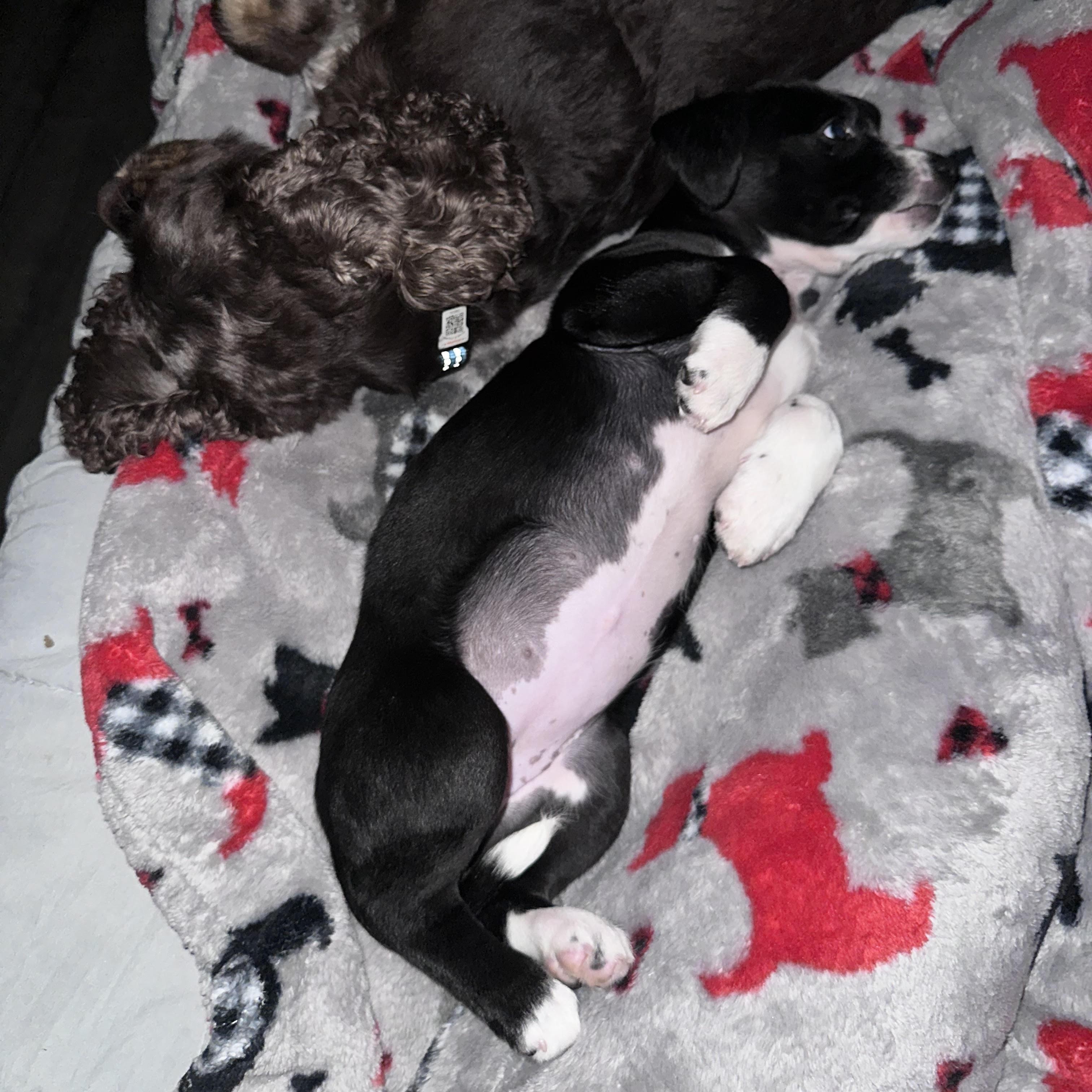 Enlarge Cilla, a Adoptable mixed breed in Cumming, GA image 4/5