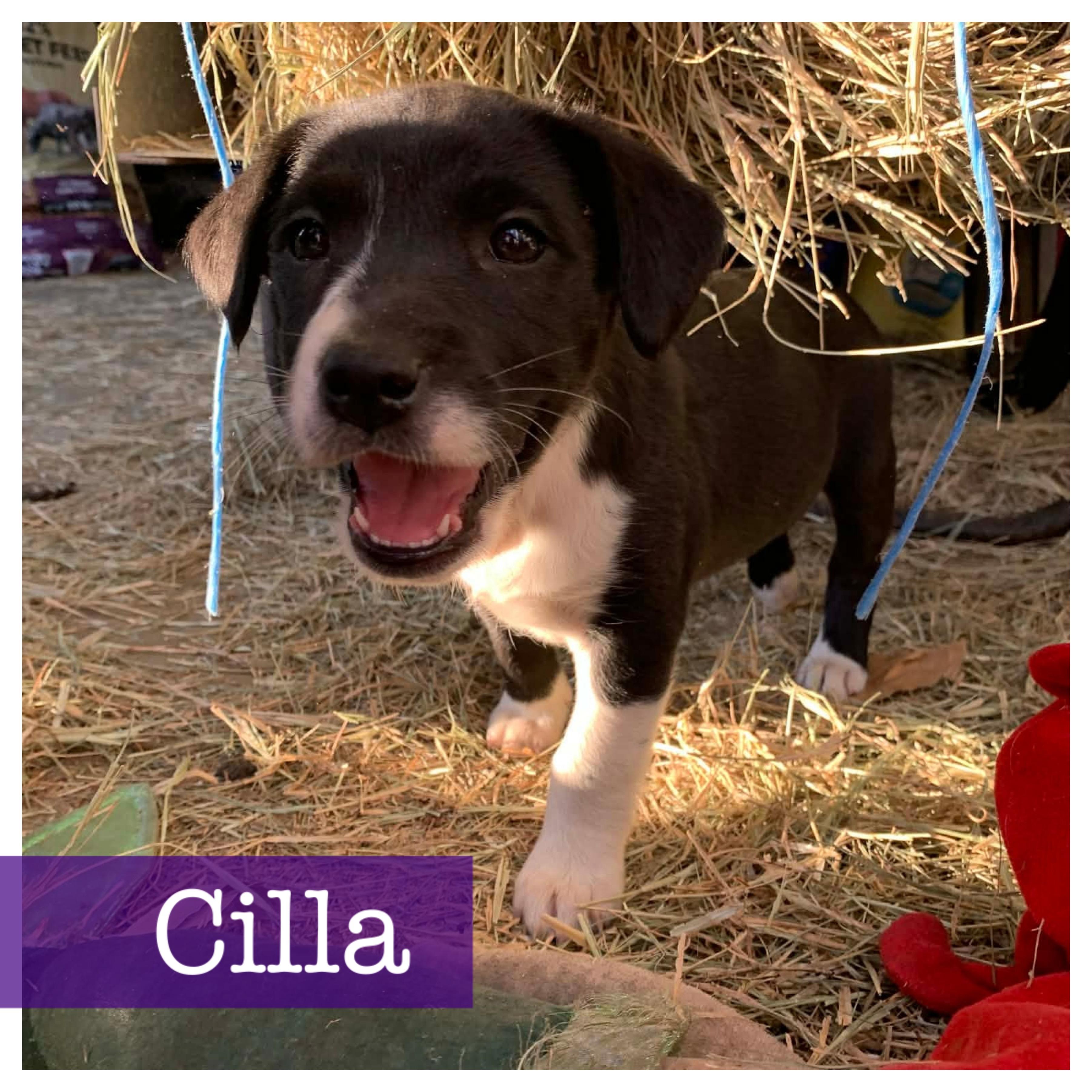 Enlarge Cilla, a Adoptable mixed breed in Cumming, GA image 2/5