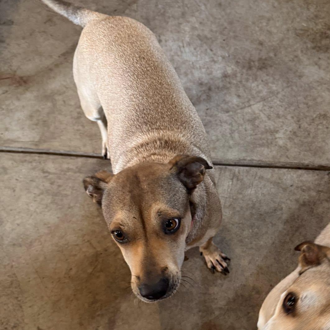 Enlarge Nala, an adopted mixed breed in Albion, NY image 6/6