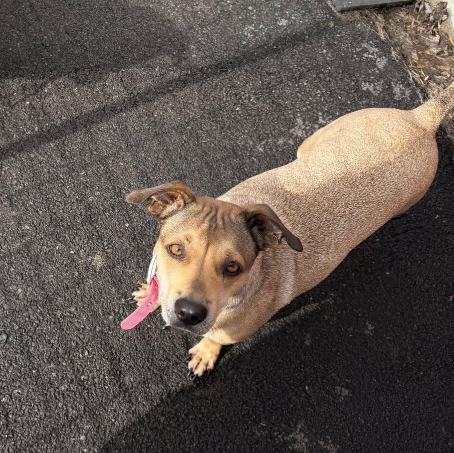 Enlarge Nala, an adopted mixed breed in Albion, NY image 5/6