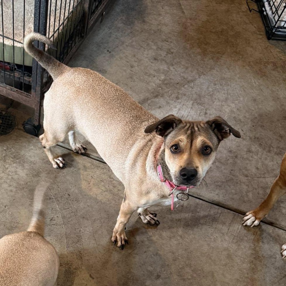 Nala, adopted, Adult Female Beagle & Dachshund.