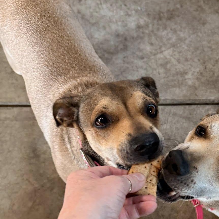 Enlarge Nala, an adopted mixed breed in Albion, NY image 3/6