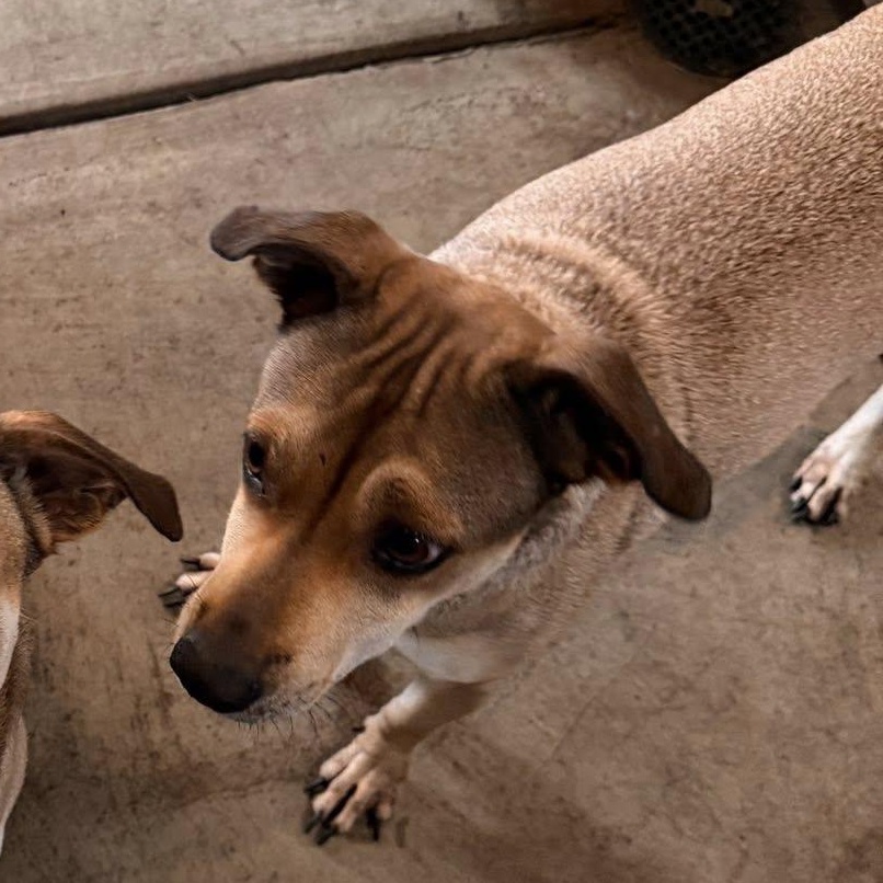 Enlarge Nala, an adopted mixed breed in Albion, NY image 4/6