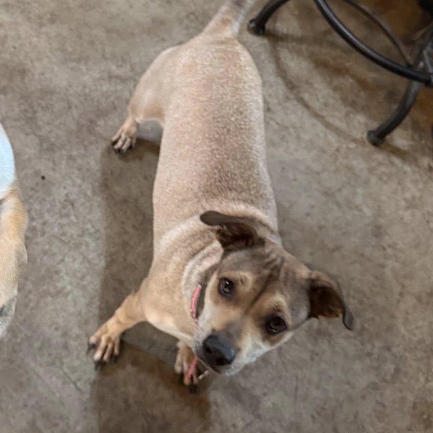 Enlarge Nala, an adopted mixed breed in Albion, NY image 2/6