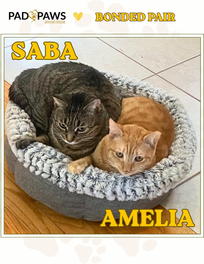 Enlarge Saba and Amelia (Bonded Pair), a ADOPTABLE American Shorthair in Jersey City, NJ image 1/6