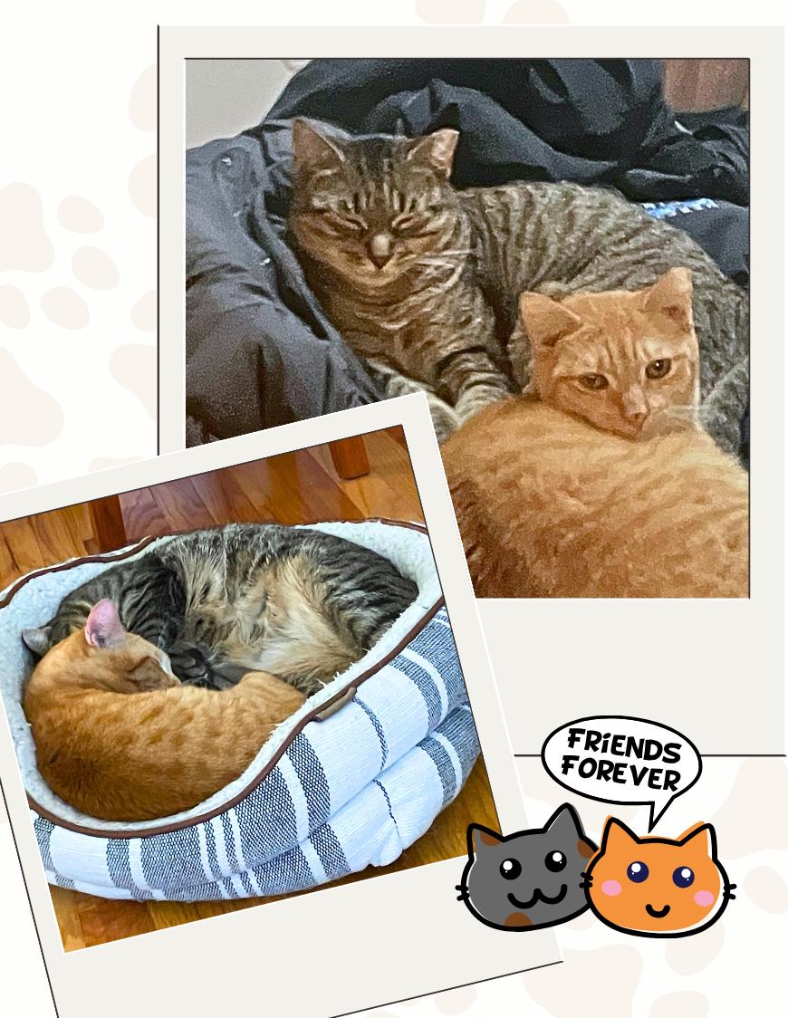 Enlarge Saba and Amelia (Bonded Pair), a ADOPTABLE American Shorthair in Jersey City, NJ image 2/6