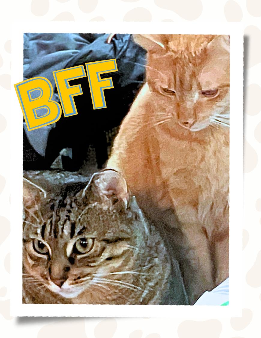 Enlarge Saba and Amelia (Bonded Pair), a ADOPTABLE American Shorthair in Jersey City, NJ image 3/6