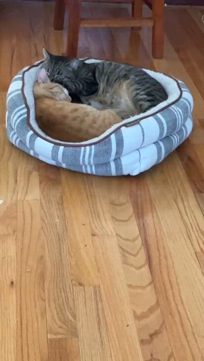 Enlarge Saba and Amelia (Bonded Pair), a ADOPTABLE American Shorthair in Jersey City, NJ video 4/6