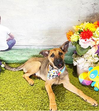 Enlarge DAKA, a ADOPTABLE mixed breed in Castro Valley, CA image 3/3