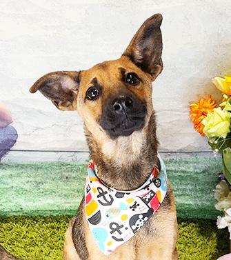 Enlarge DAKA, a ADOPTABLE mixed breed in Castro Valley, CA image 2/3