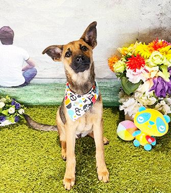 DAKA, ADOPTABLE, Young Male Labrador Retriever & Mixed Breed.